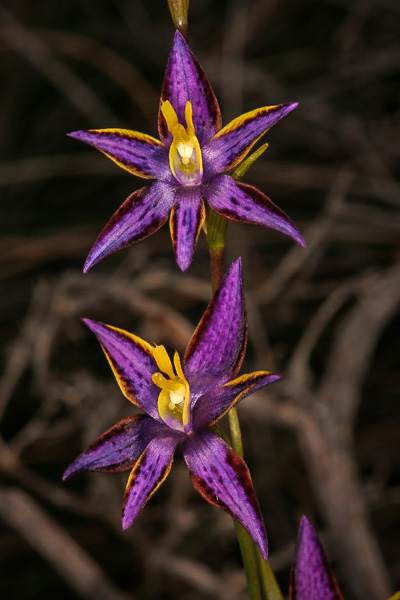 Checklist des orchidées terrestres d'Australie - Page 2 _MG_0247