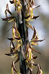 Prasophyllum regium