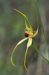Caladenia procera