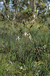Caladenia longicauda subsp. eminens
