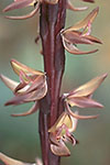 Prasophyllum triangulare