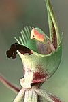 Caladenia attingens subsp. attingens