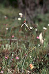 Caladenia uliginosa subsp. uliginosa