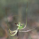 Caladenia falcata