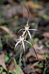Caladenia nobilis