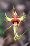 Caladenia lobata