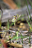 Caladenia bryceana subsp. bryceana
