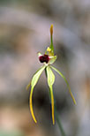 Caladenia magniclavata