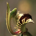 Caladenia crebra