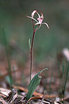 Caladenia hirta subsp. rosea