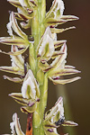 Prasophyllum drumondii