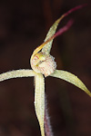 Caladenia elegans