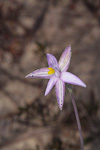Thelymitra maculata ms.