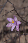 Thelymitra maculata ms.