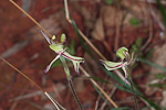 Caladenia roei northern form