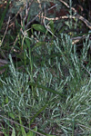 Caladenia remota subsp. Remota