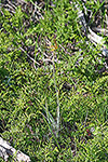 Caladenia caesarea subsp. maritima
