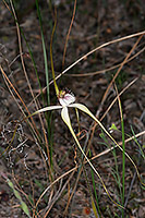 Caladenia longicauda subsp. calcigena