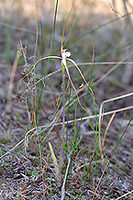Caladenia longicauda subsp. calcigena