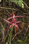 Caladenia arenicola