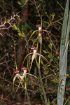 Caladenia arenicola x caladenia longicauda
