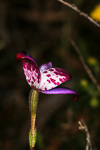 Elythranthera brunonis