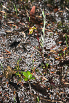 Paracaleana hortiorum