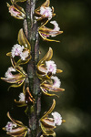 Prasophyllum fimbria