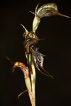 Pterostylis roensis
