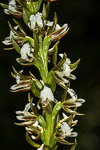 Prasophyllum odoratissimum
