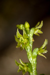 Prasophyllum calcicola