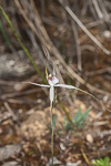Caladenia longicauda sp. 'Manjimup'