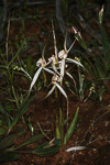 Caladenia incensa