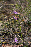 Thelymitra apiculata