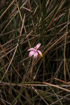 Caladenia reptans subsp. impensa
