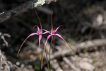 Caladenia harringtoniae