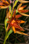 Thelymitra magnifica