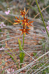 Thelymitra magnifica