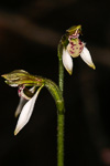 Eriochilus dilatatus subsp multiflorus