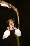 Eriochilus dilatatus subsp undulatus