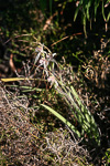 Caladenia meridionalis