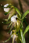 Prasophyllum aff. parvifolium