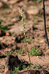 Prasophyllum fimbria