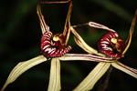 Caladenia discoidea x polychroma