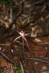 Caladenia footeana