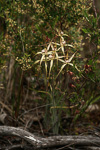 Caladenia aff. polychroma
