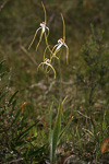 Caladenia longicauda subsp. eminens