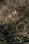 Caladenia longicauda subsp. borealis