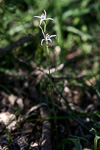 Caladenia hirta subsp. hirta