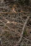Caladenia hoffmanii subsp. graniticola